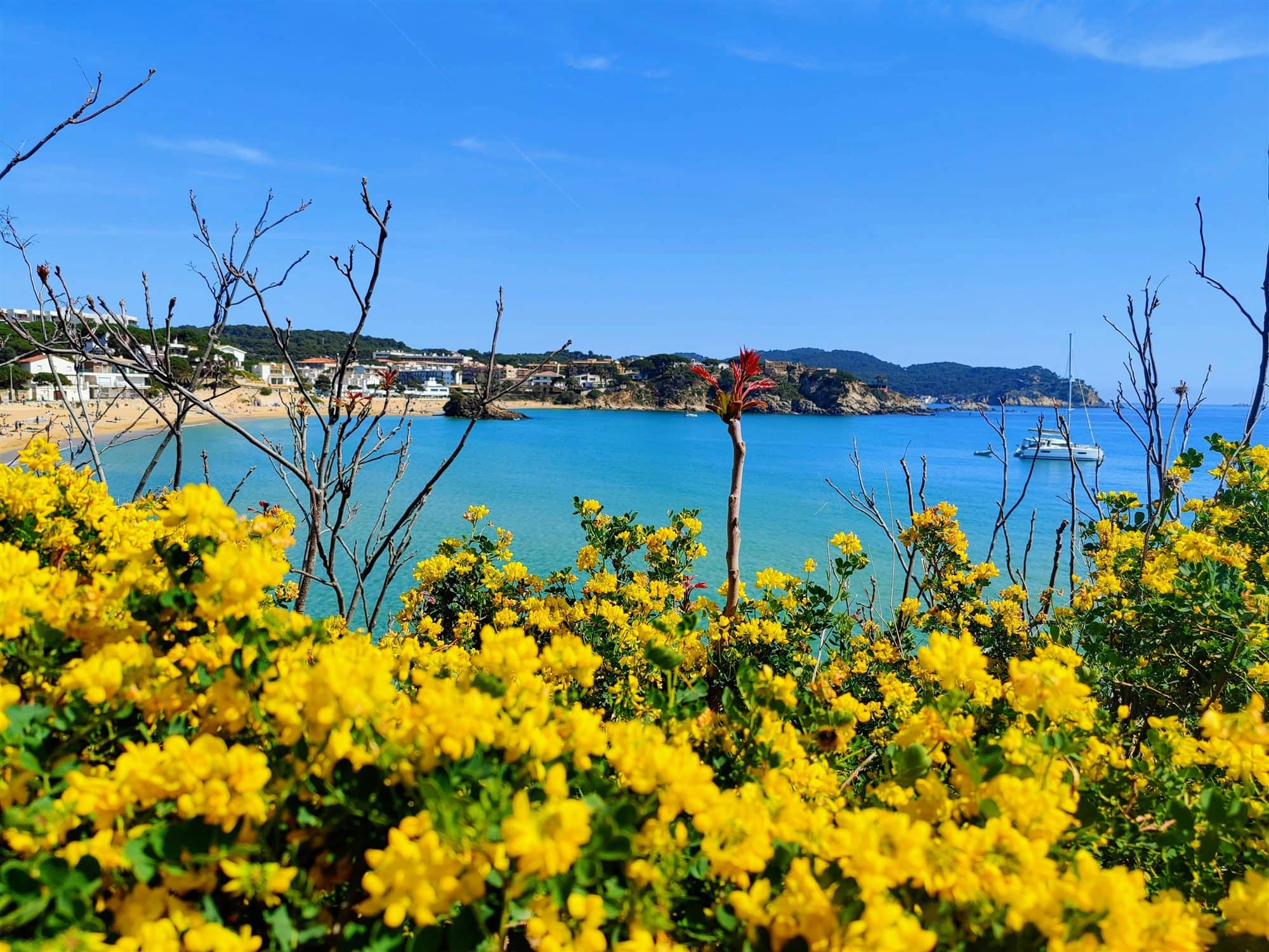 La badia de Palamós amb una platja de sorra i un veler, arbustos de flors grogues en primer pla