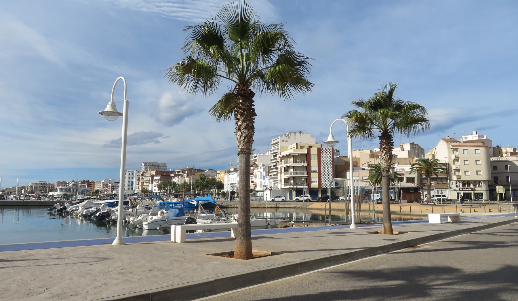 Palmeres al passeig del port de L'Ampolla
