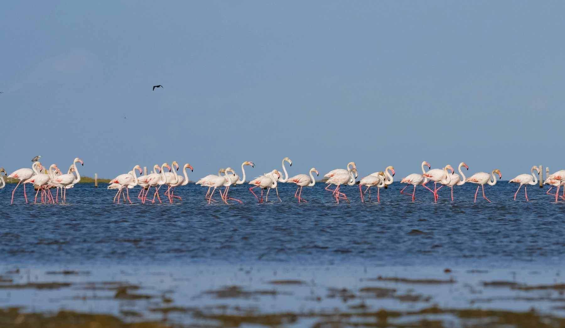 Flamencs dins d'una llacuna del Delta de l'Ebre