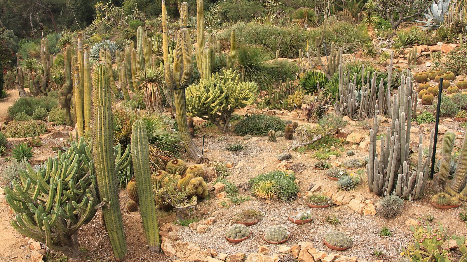 El jardín botánico Marimurtra