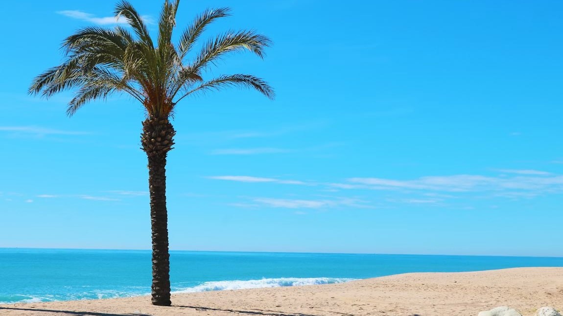 Palmeras junto al agua