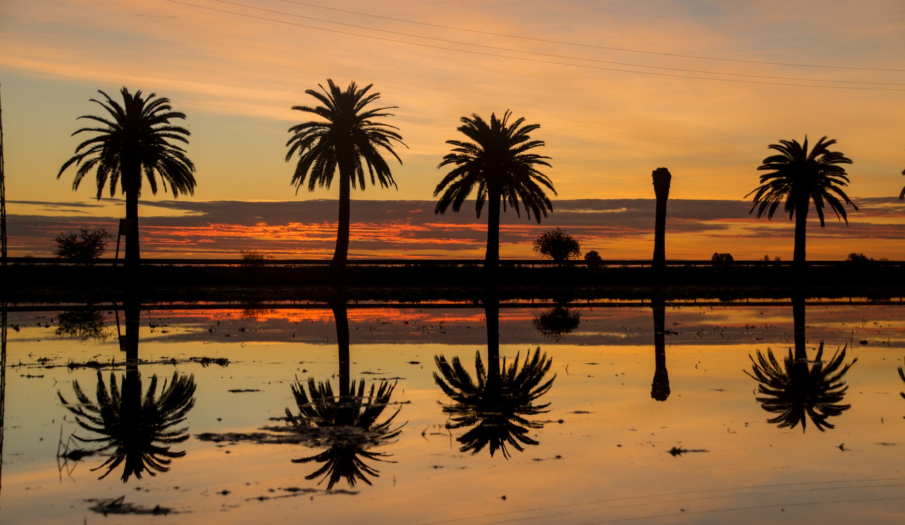Palmeres reflectides en un arrossar inundat al capvespre, al Delta de l'Ebre