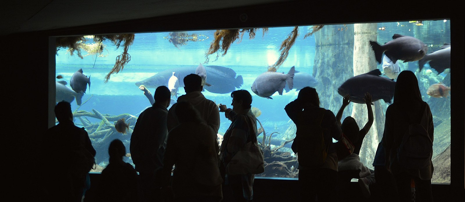 Visitors at the flooded Amazon forest tank in the CosmoCaixa museum