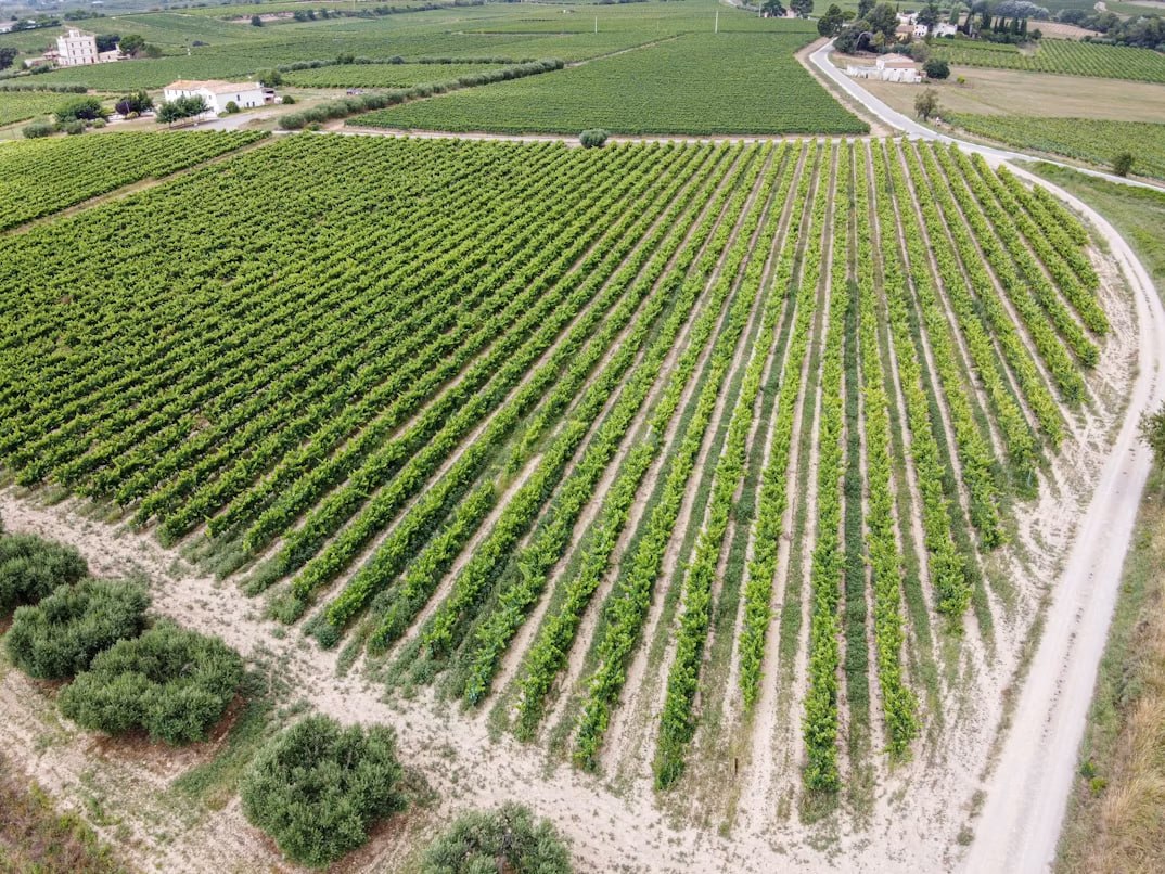 Fileres de ceps des de l'aire, Penedès